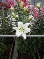 [1759 Cyclone Mak No02.JPG]